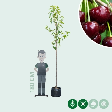 Prunus a. 'kordia'