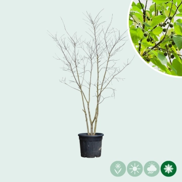Netelboom meerstammig