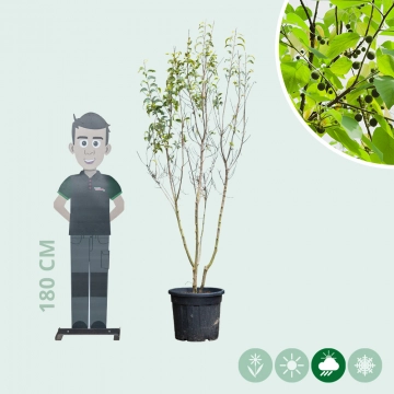Netelboom meerstammig