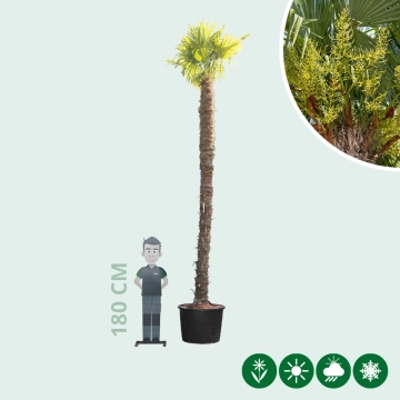 Chinese waaierpalm 400 cm stamhoogte