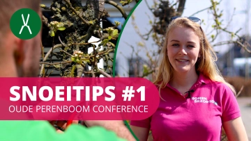 Hoe snoei ik een Oude perenboom Conference? | SnoeiTips #1