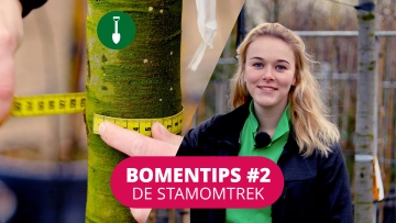 Bomentip #2 De stamomtrek