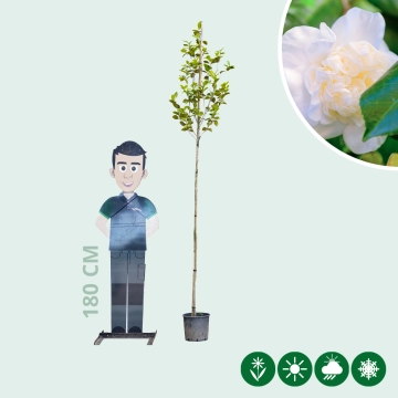 Camellia 'Snowball' hoogstam