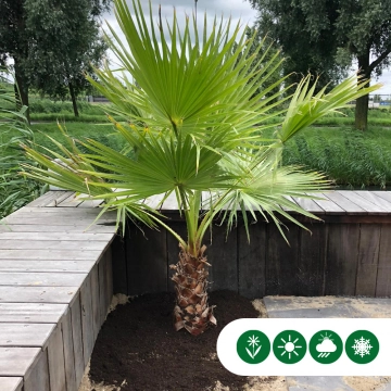 Mexicaanse waaierpalm 120 cm