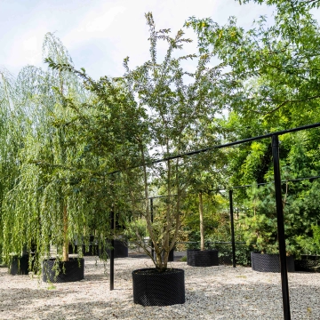 Japanse sierkers 'Autumnalis Rosea' meerstammig #22