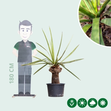 Yucca faxoniana palmlelie