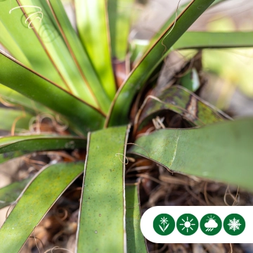 Yucca treculeana palmlelie