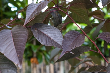 Welke bomen verliezen hun bladeren in de herfst?
