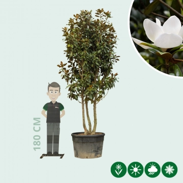 Magnolia grandiflora meerstammig