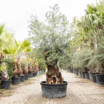 Olijfboom 'Bonsai' #196