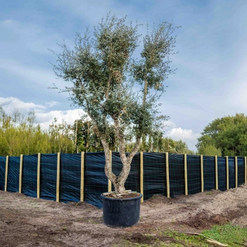 Kurkeik solitair volgroeid #11