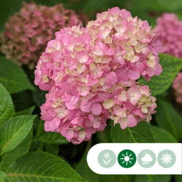 Hortensia Bouquet Rose