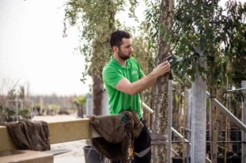 Welke bomen groeien in de schaduw?
