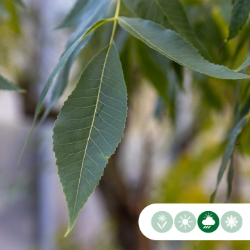 Pecannotenboom 'Pawnee'