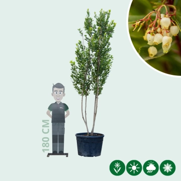 Aardbeienboom meerstammig