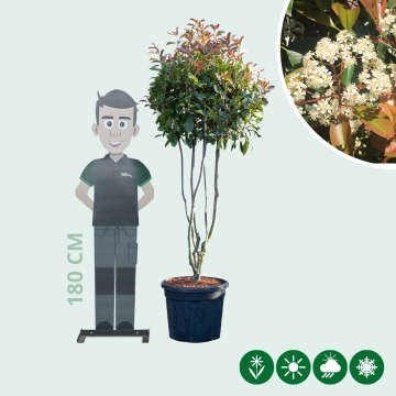 Glansmispel meerstammig