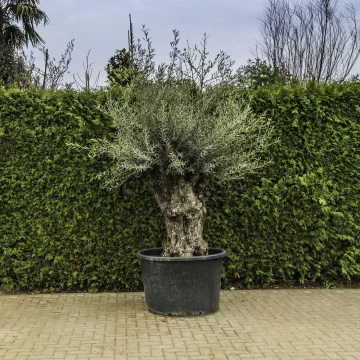 Olijfboom 'Bonsai' #104