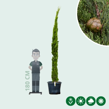 Italiaanse cipresboom 'Totem' 300 cm