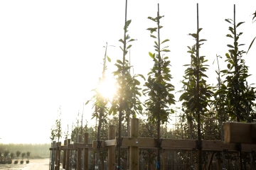 Bomen die in de volle zon kunnen staan