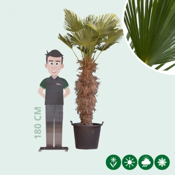Wagner palm 100 cm stamhoogte