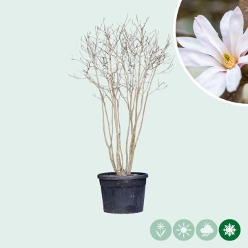 Magnolia 'Leonard Messel' struik