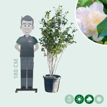 Camellia wit meerstammig
