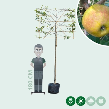 Malus d. 'Schone van Boskoop'/'Goudreinette' leiboom