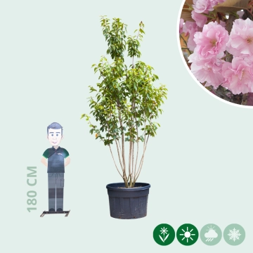 Gewone Japanse sierkers meerstammig