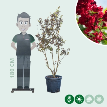 Lagerstroemia Indica 'Dynamite' meerstammig