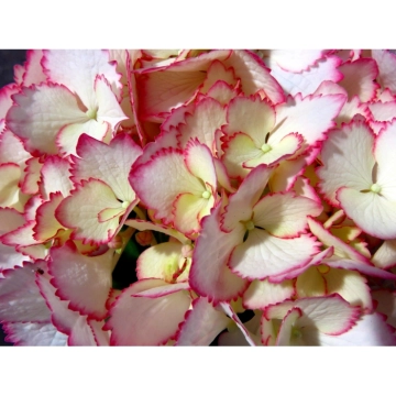 Voorjaarsbloeier: Hortensia Love you kiss