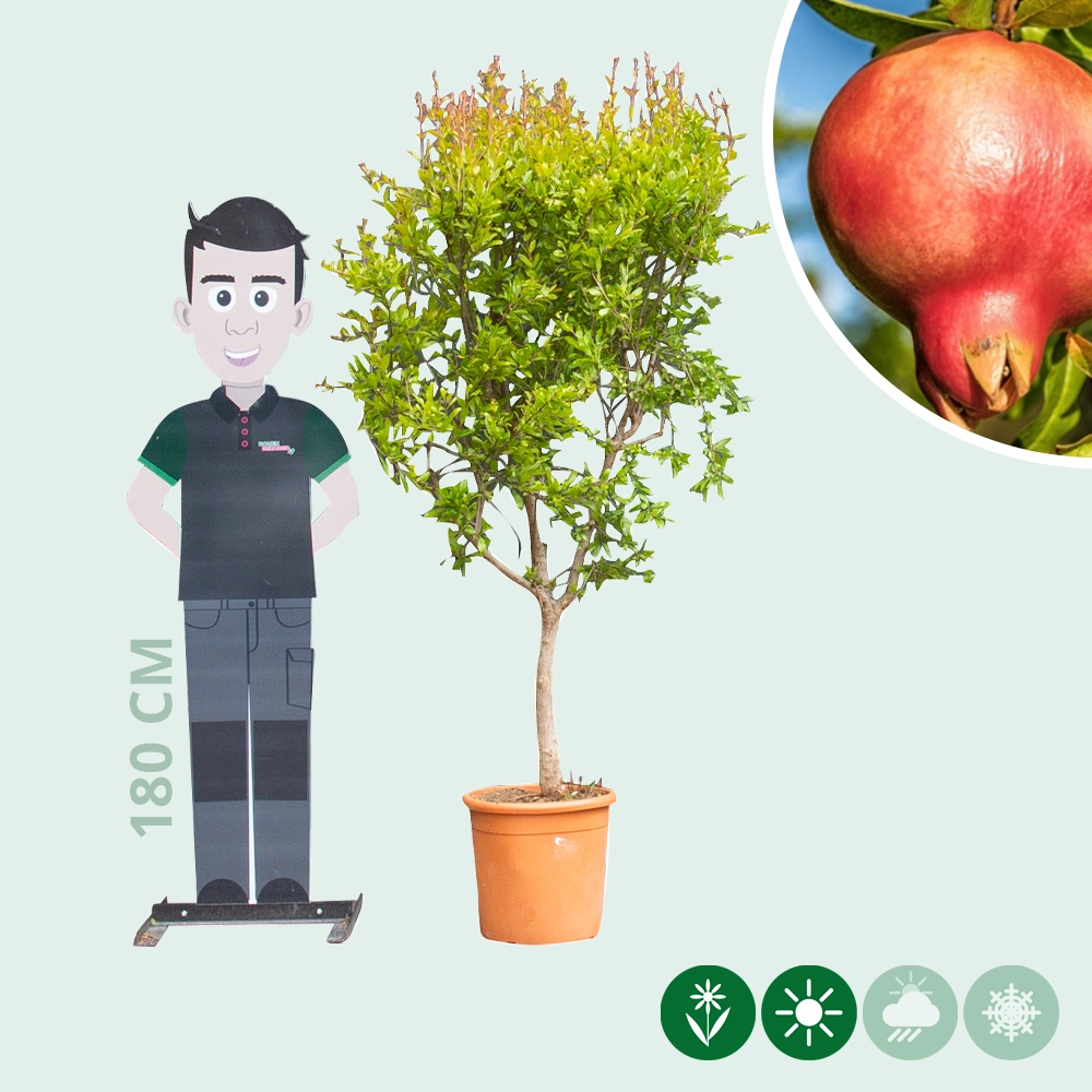 ergens bij betrokken zijn Fruitig buik Granaatappelboom kopen vanaf undefined | Bomenbezorgd.nl