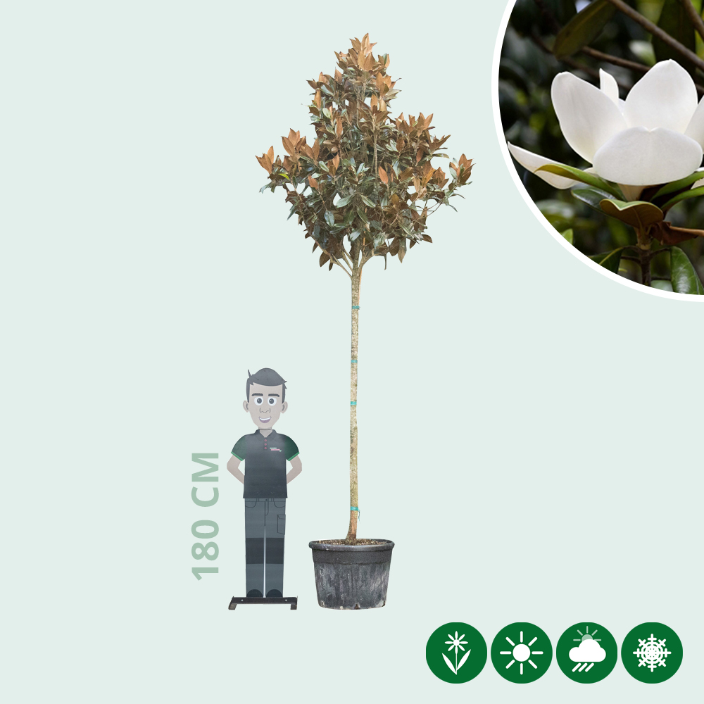 Magnolia grandiflora € 639,95 |