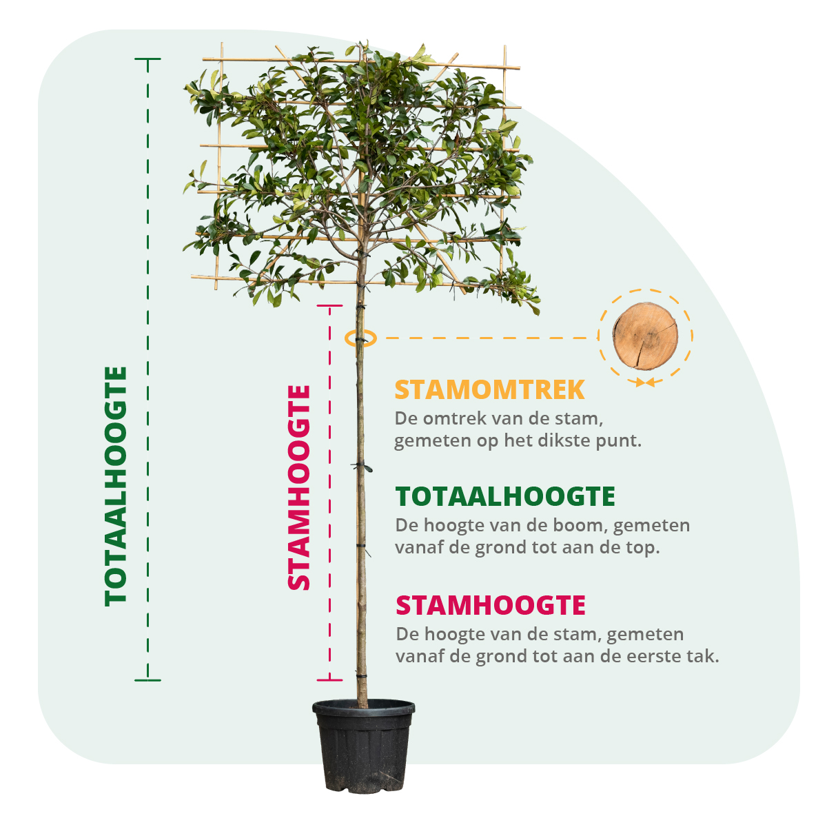 Uitleg stamhoogte totaalhoogte en stamomtrek van een boom